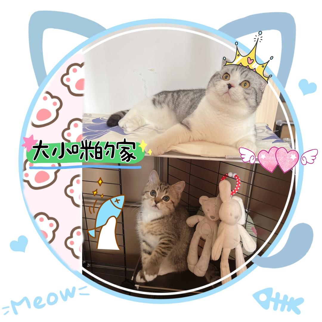 🧶 家有大小咪🐱