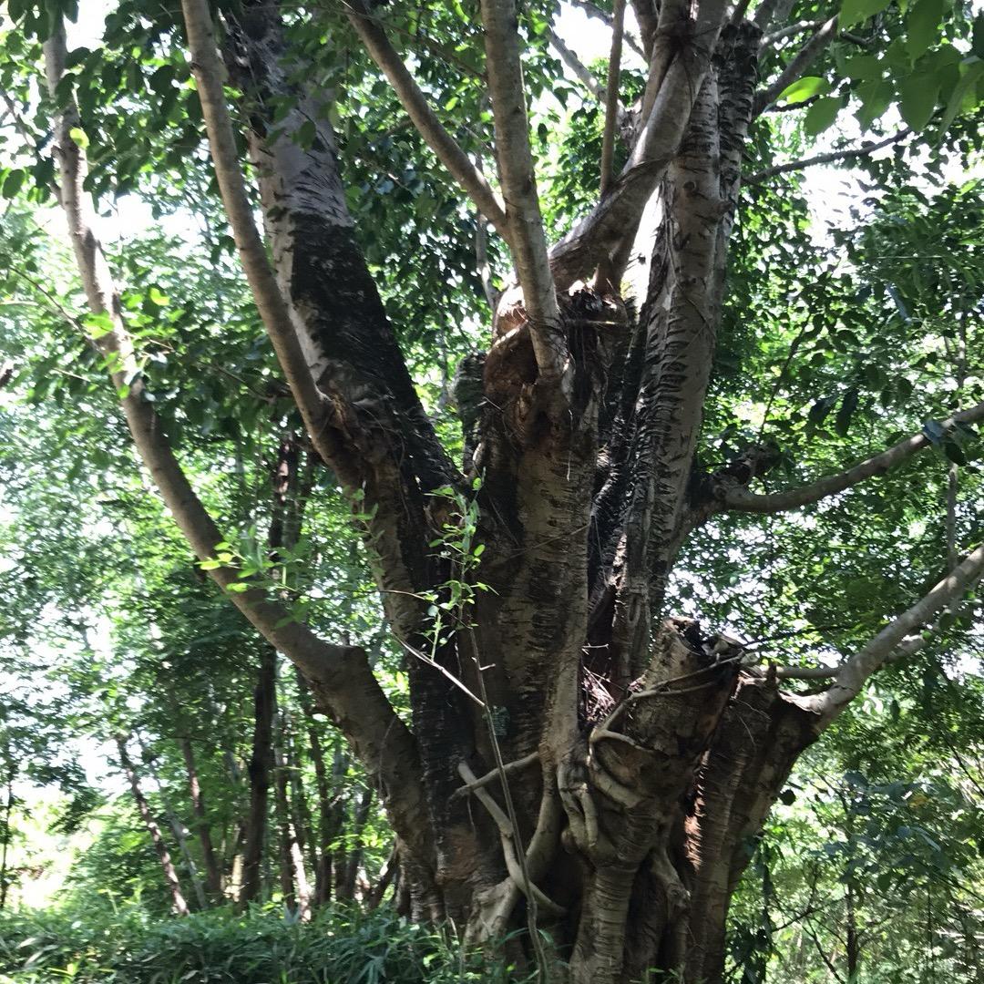 用户15893年