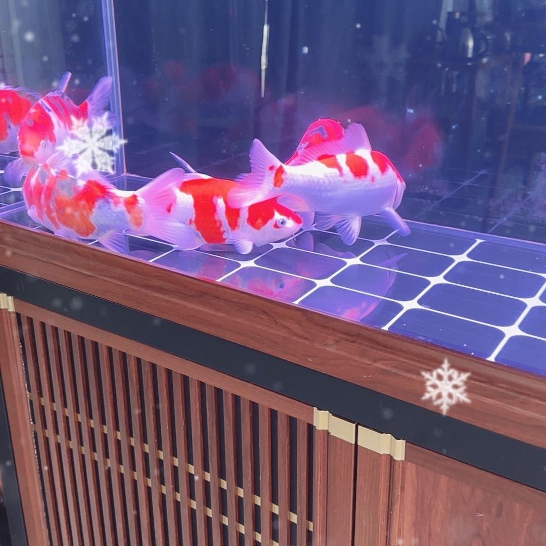 sqg盛凡水族专卖店