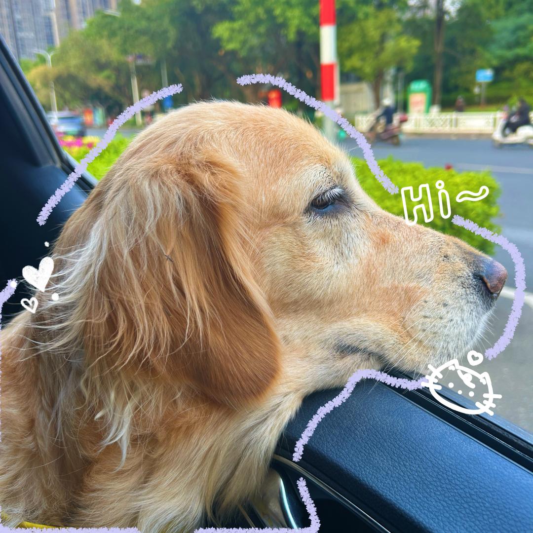 小屁猪（许嵩见过版）