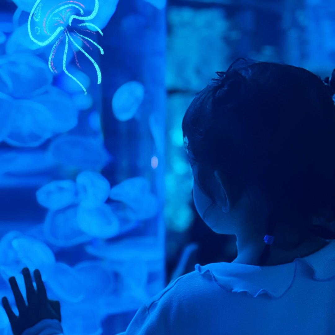 艺山-橙子🍊～ 🦈