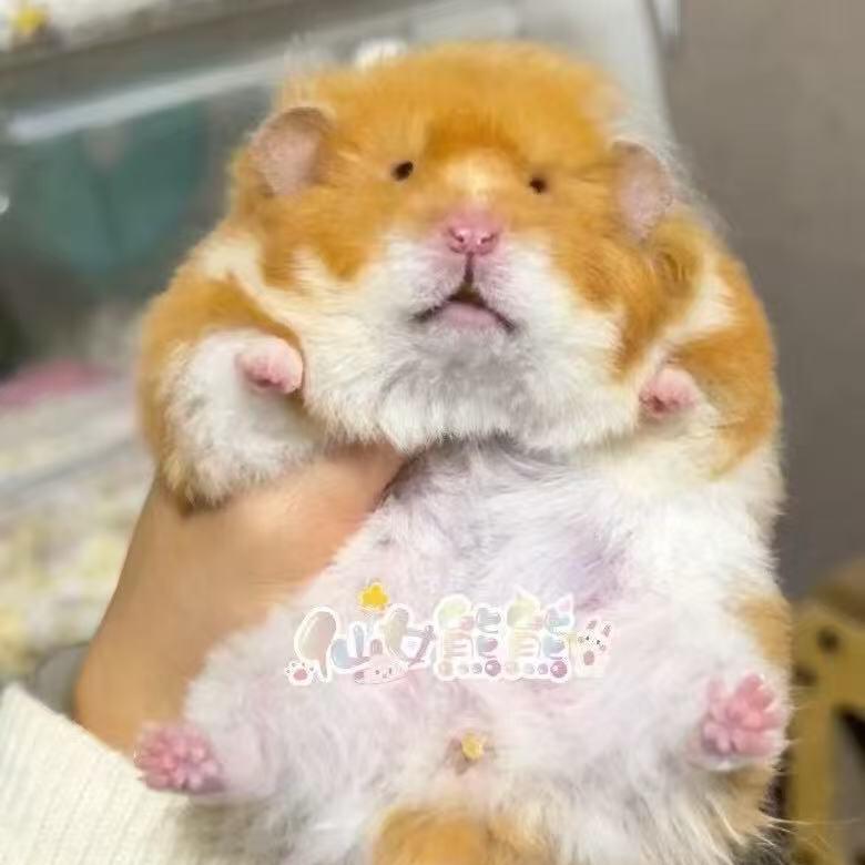 小米辣