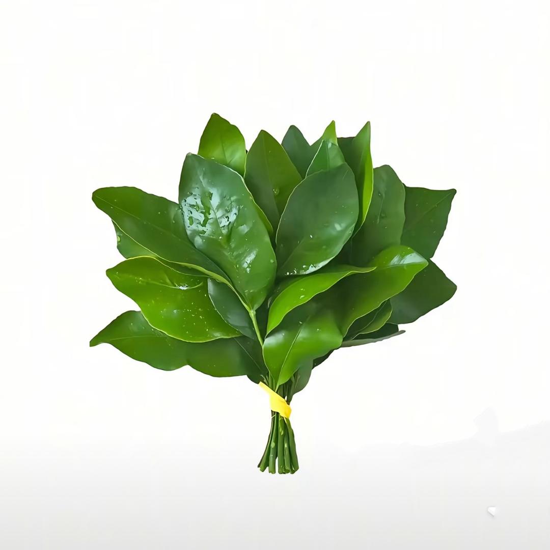 菀528
