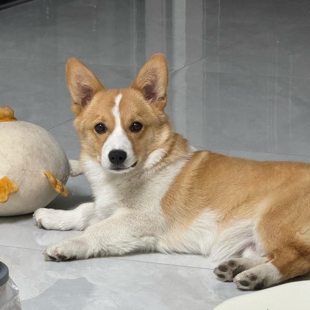 金条的发财日记