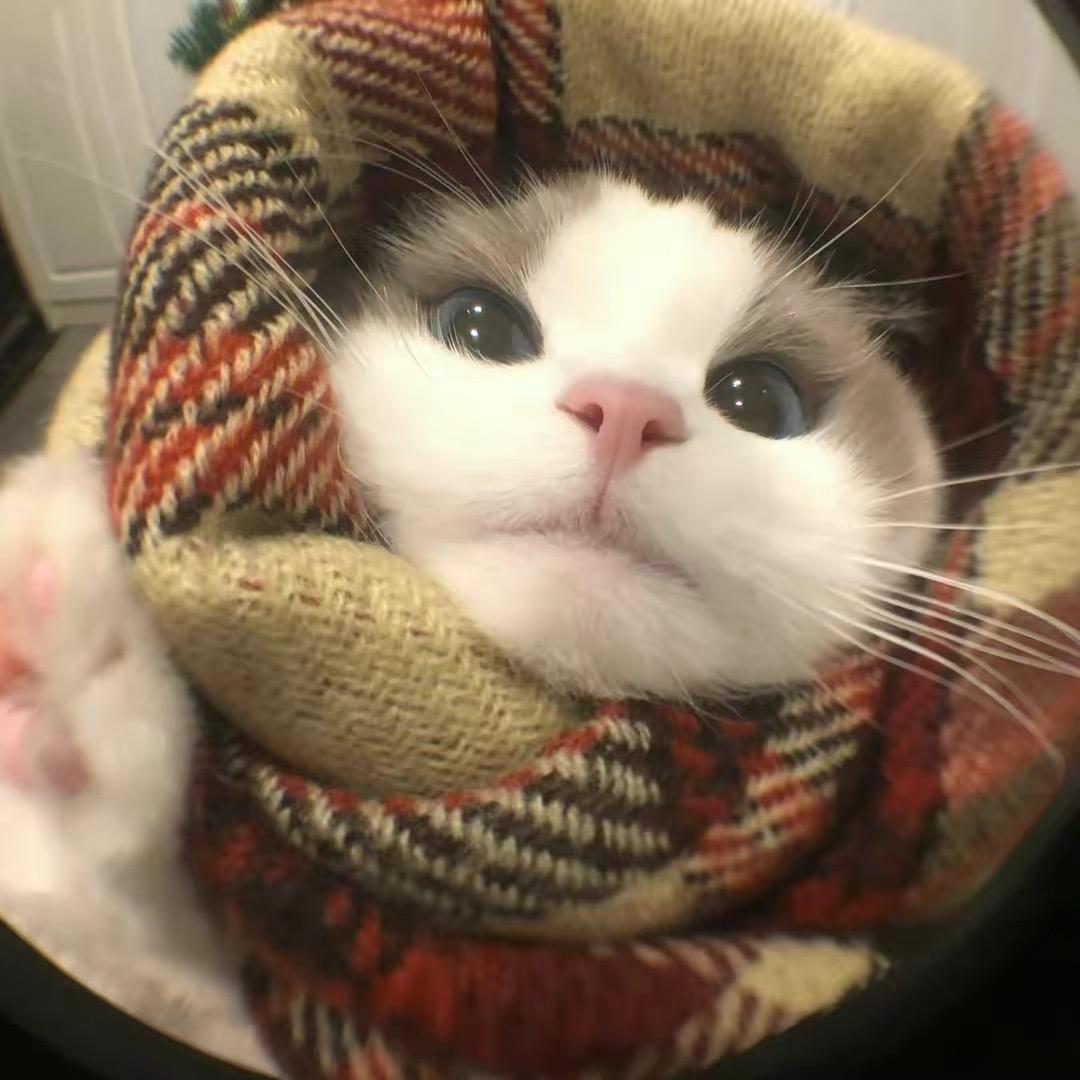 屁鸡