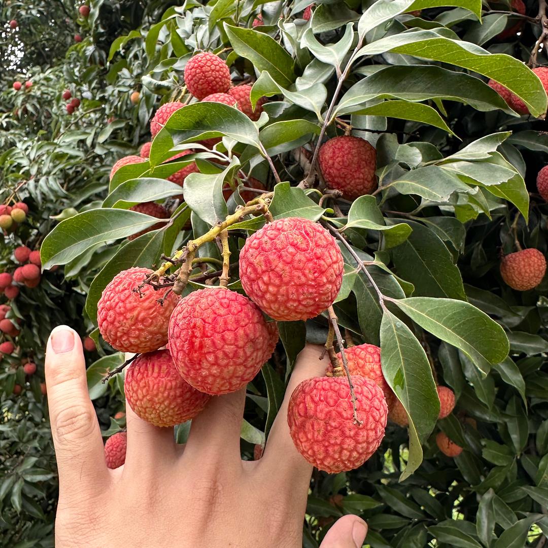 荔枝中爱马仕（想吃荔枝看主页）