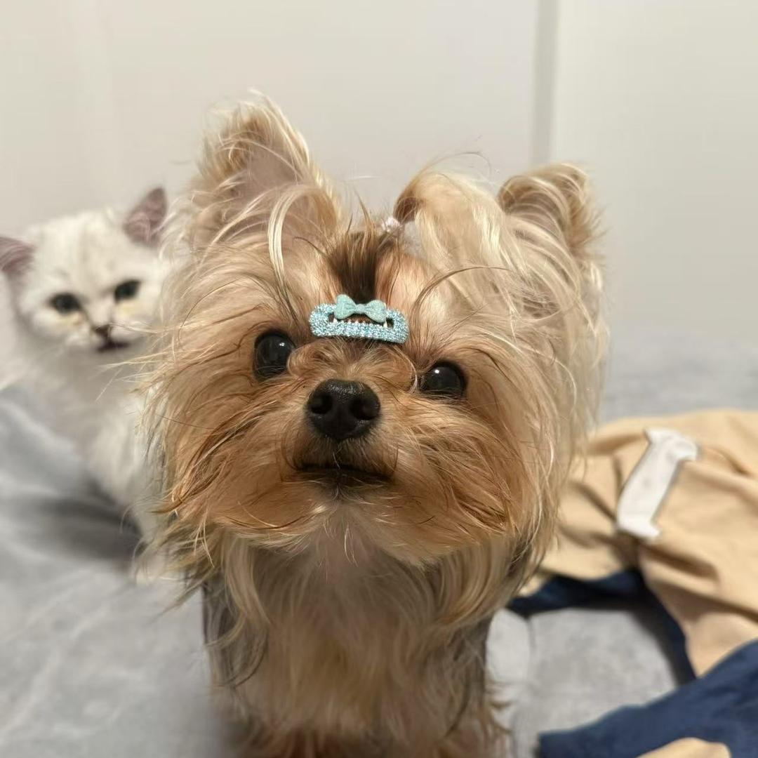 心疼你的泪
