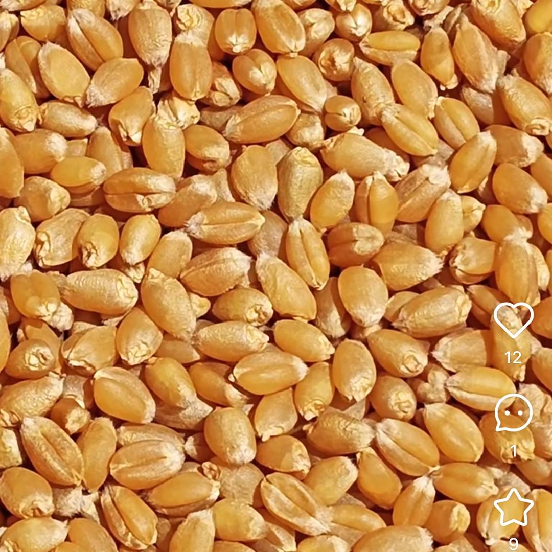 华姐聊农业（商品在橱窗）