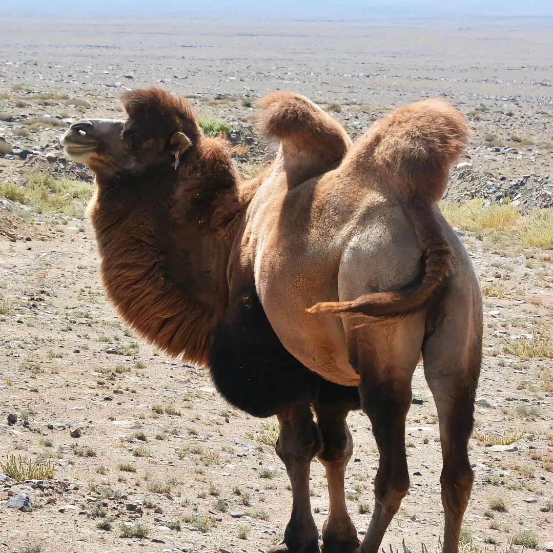 俄产驼奶粉优选