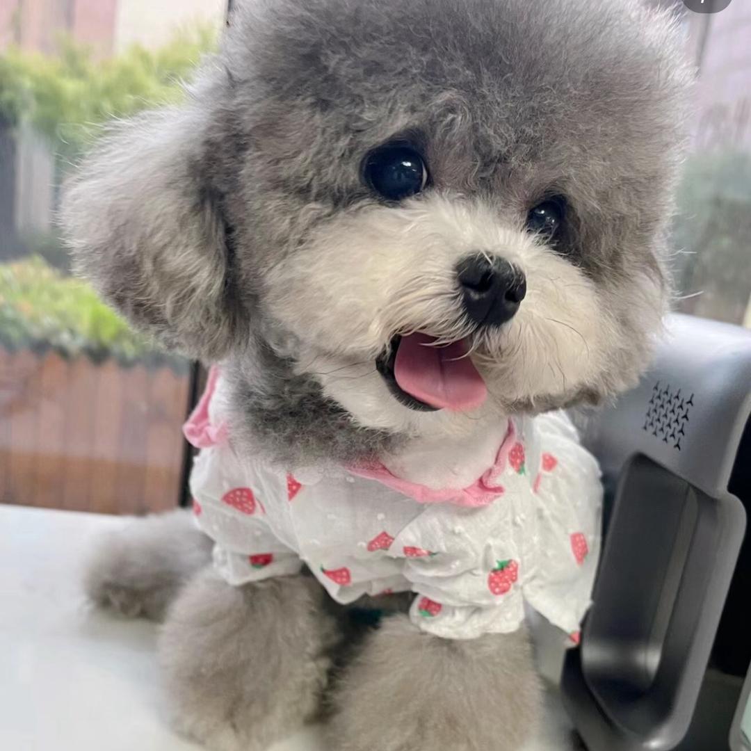 虞•COCO（名门宠物）