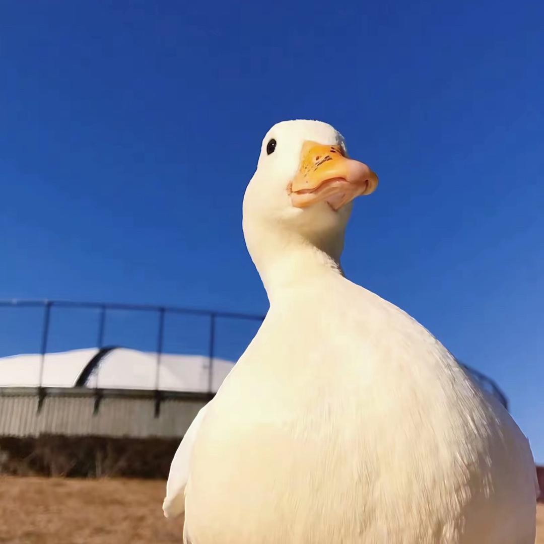 余余大锅卤菜