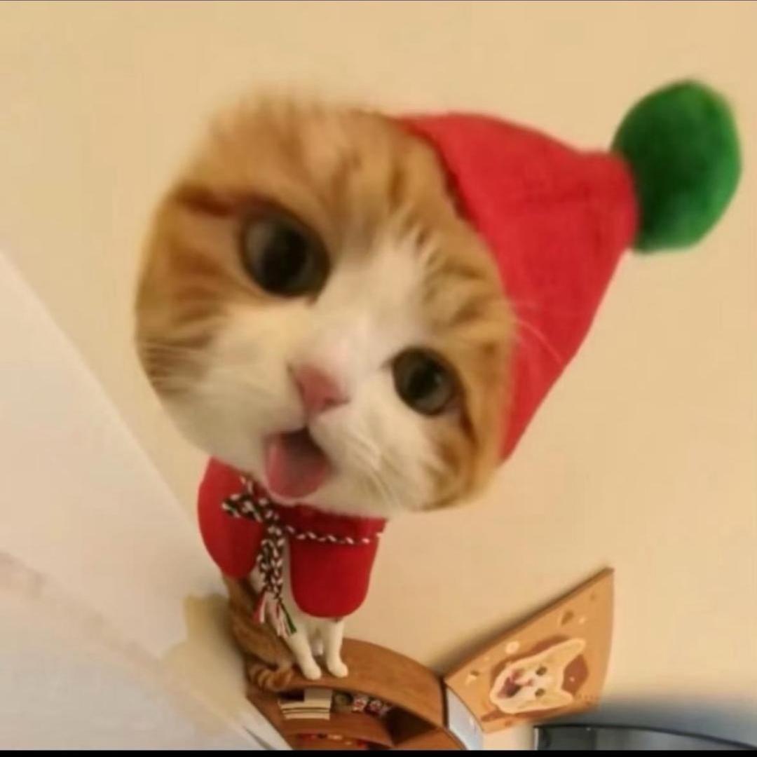 猫卷