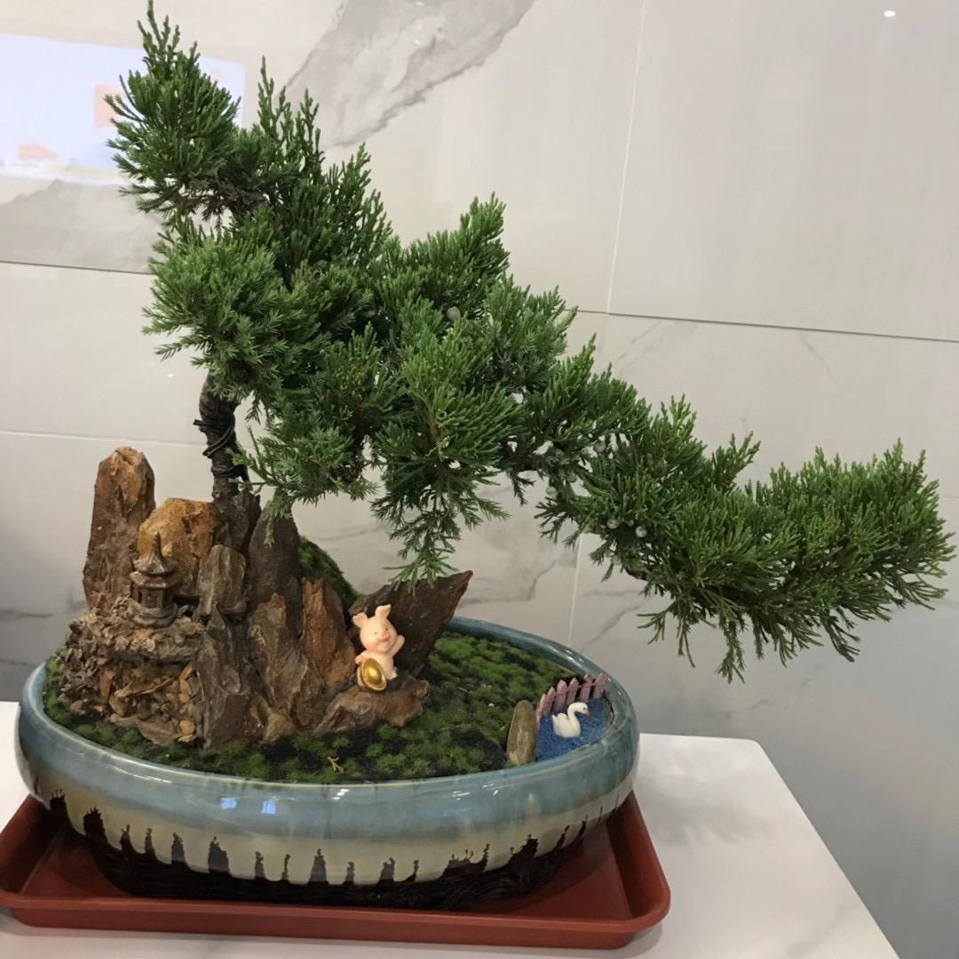 茉莉情花