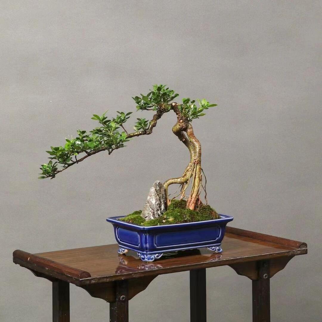 庄庄微景