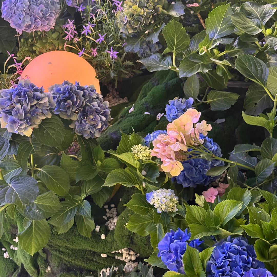 水果园🍎🍋🍑