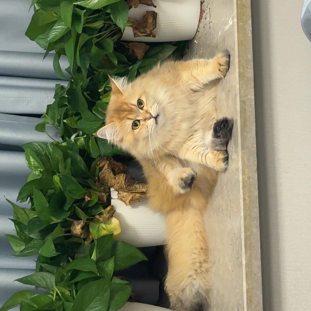 芒果叫果果