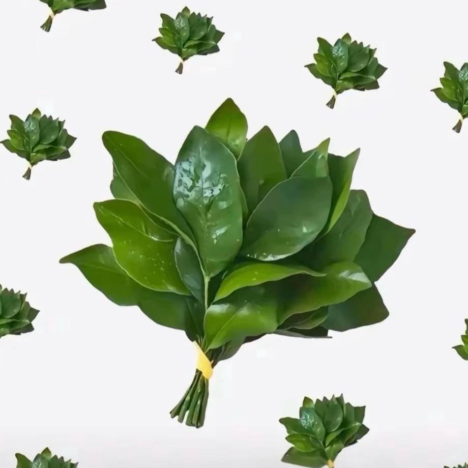 猫猫吉祥（—15斤🥩）