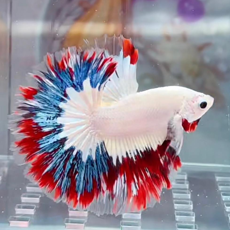 欢乐泰斗水族馆