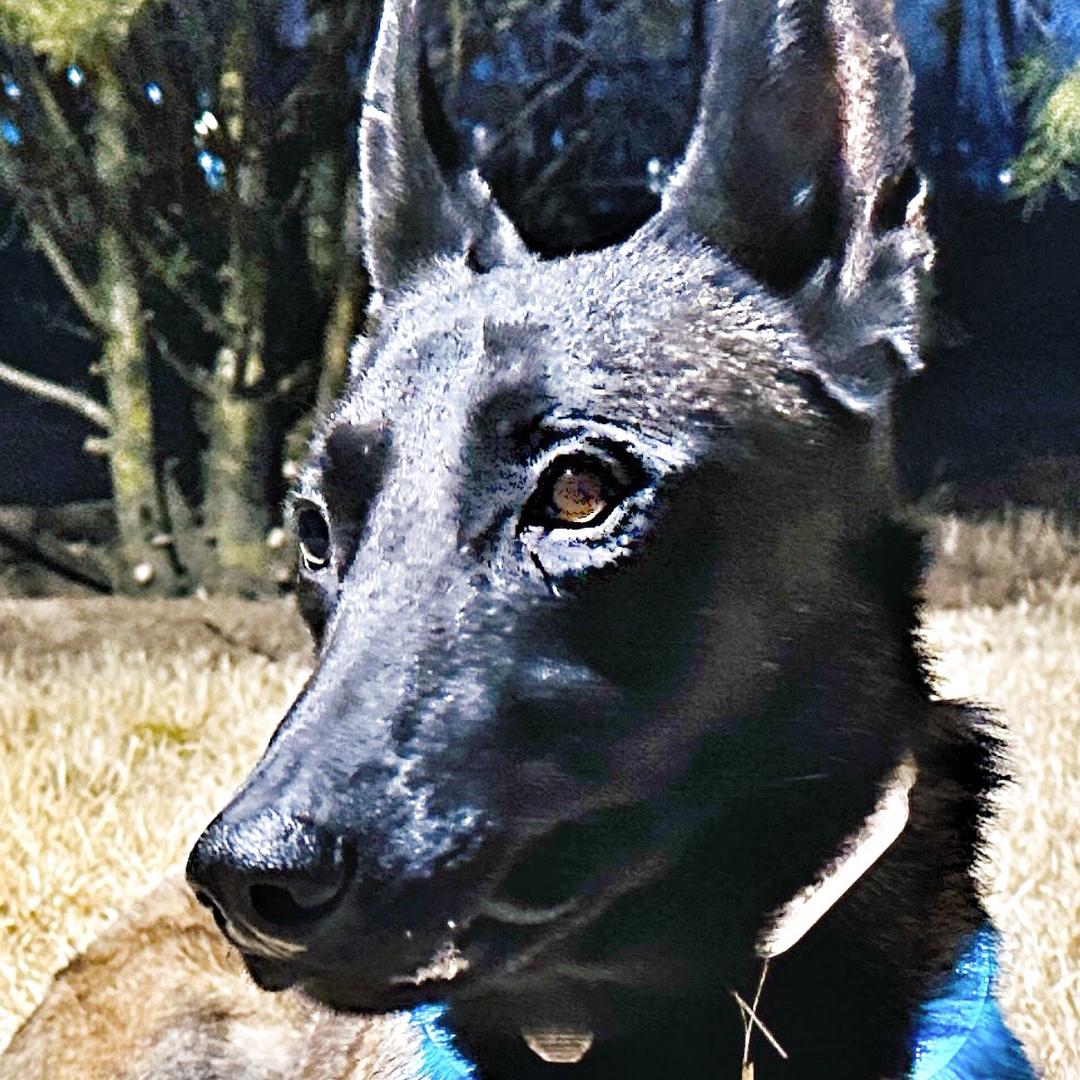 登登的日常生活@抖音