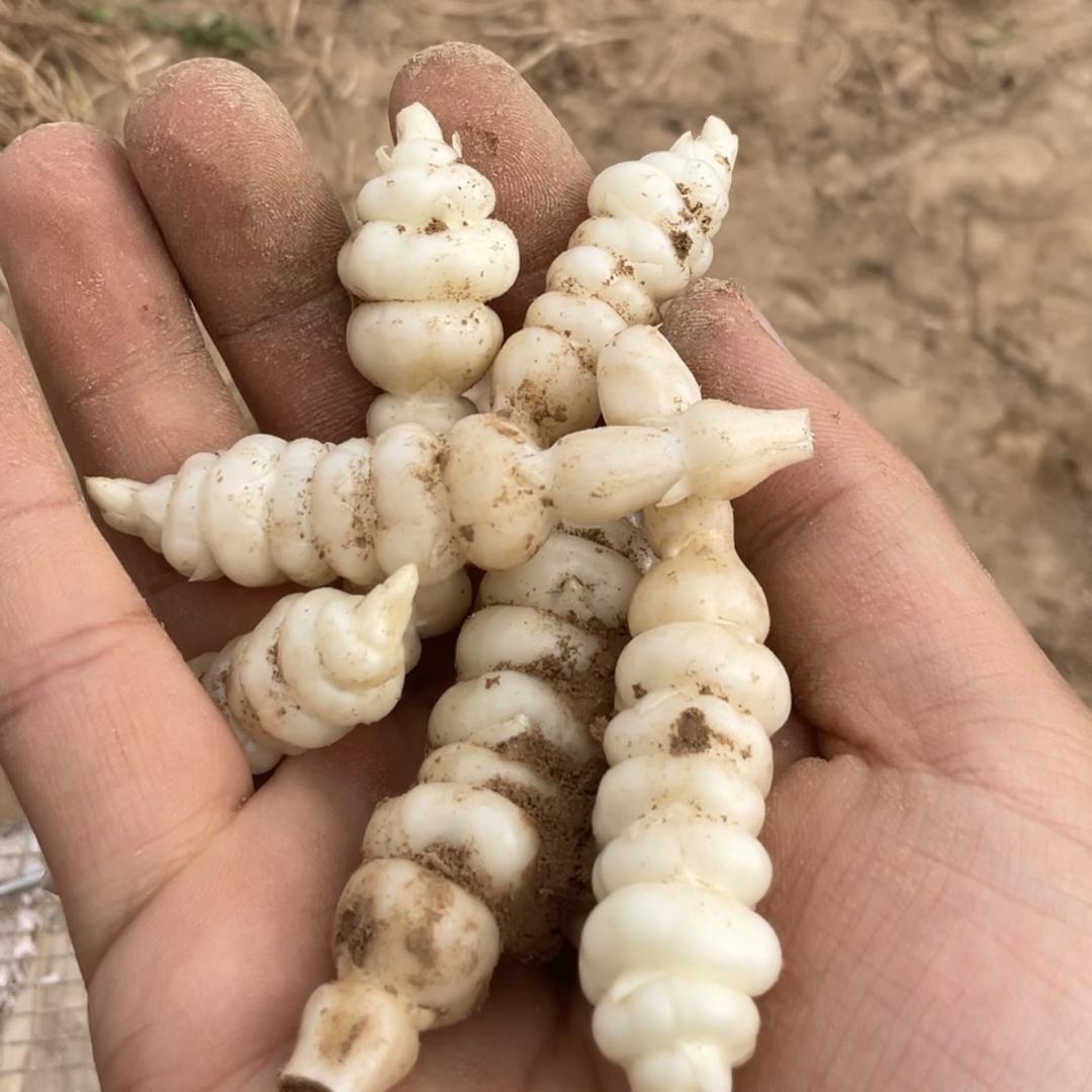 甘肃河畔互联网农品小铺