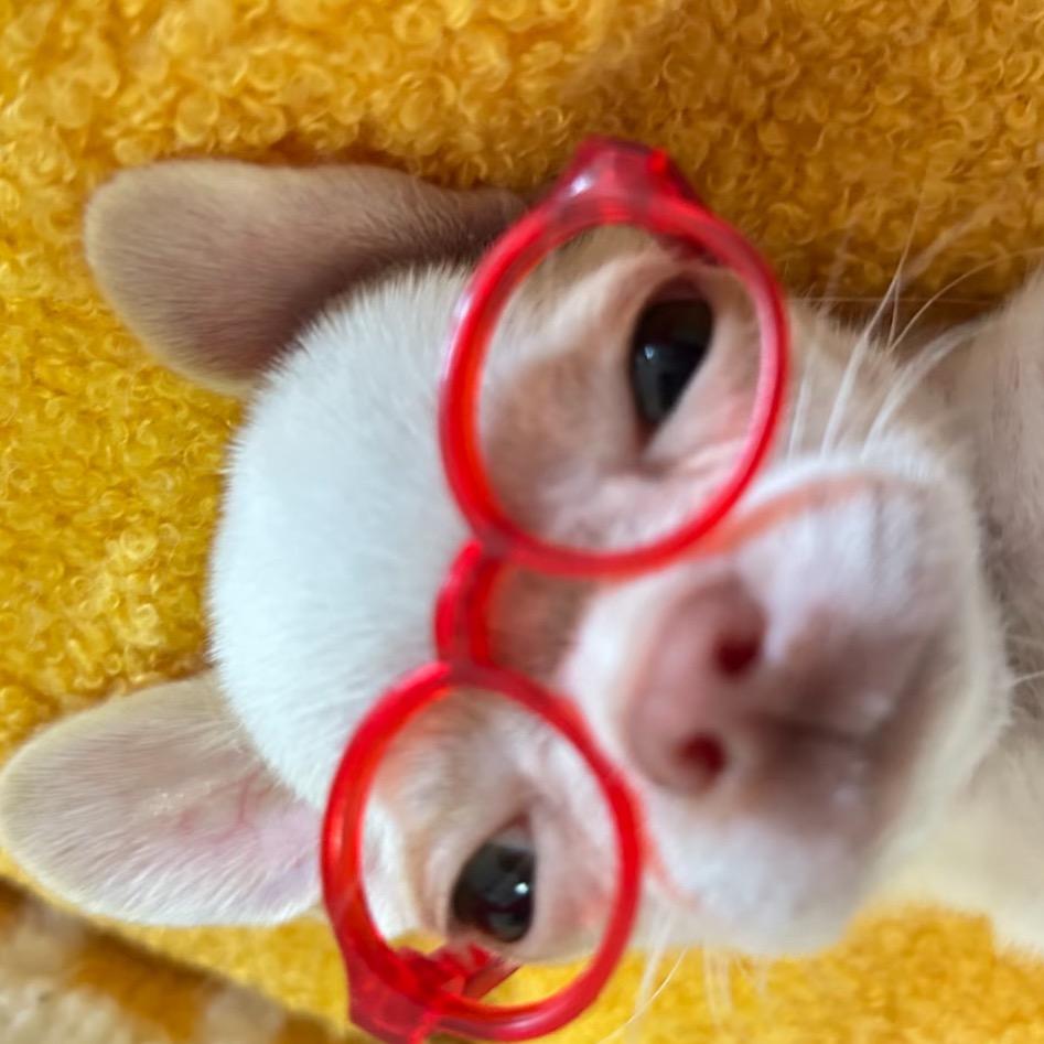 孤独的王