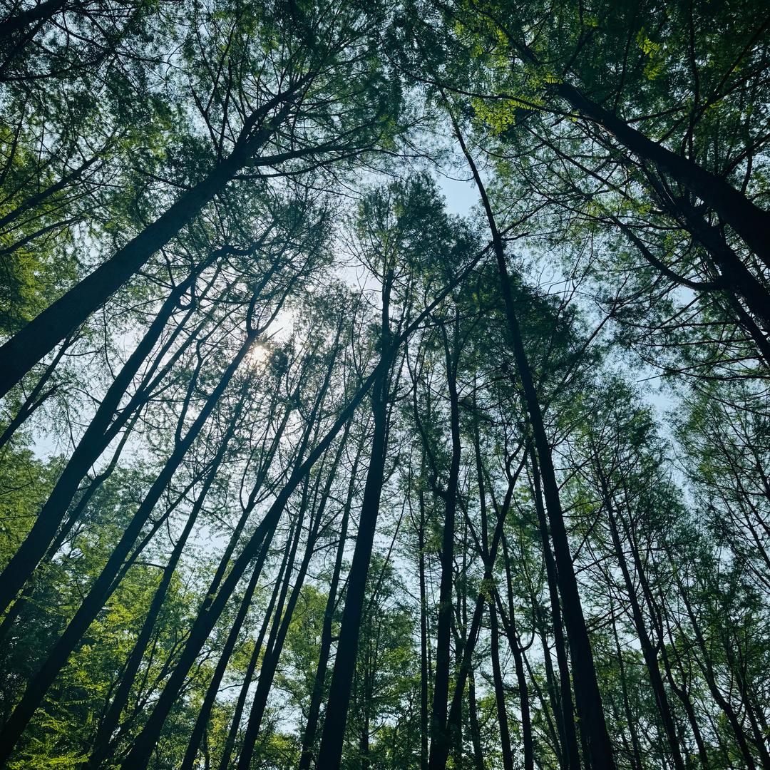 ꫛ℘℘ꫀꪄꪶ .