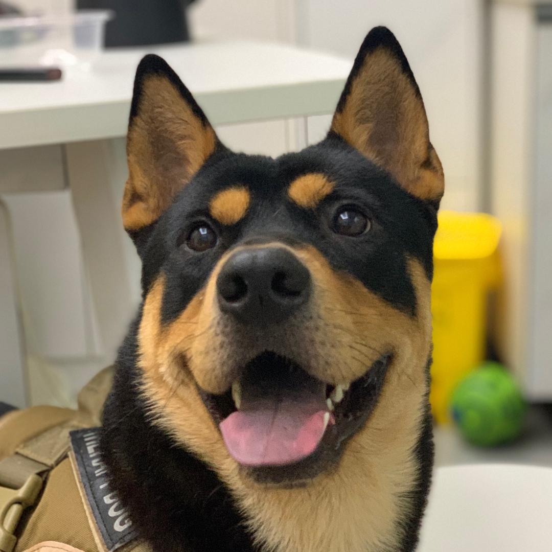 来财有点帅🐶