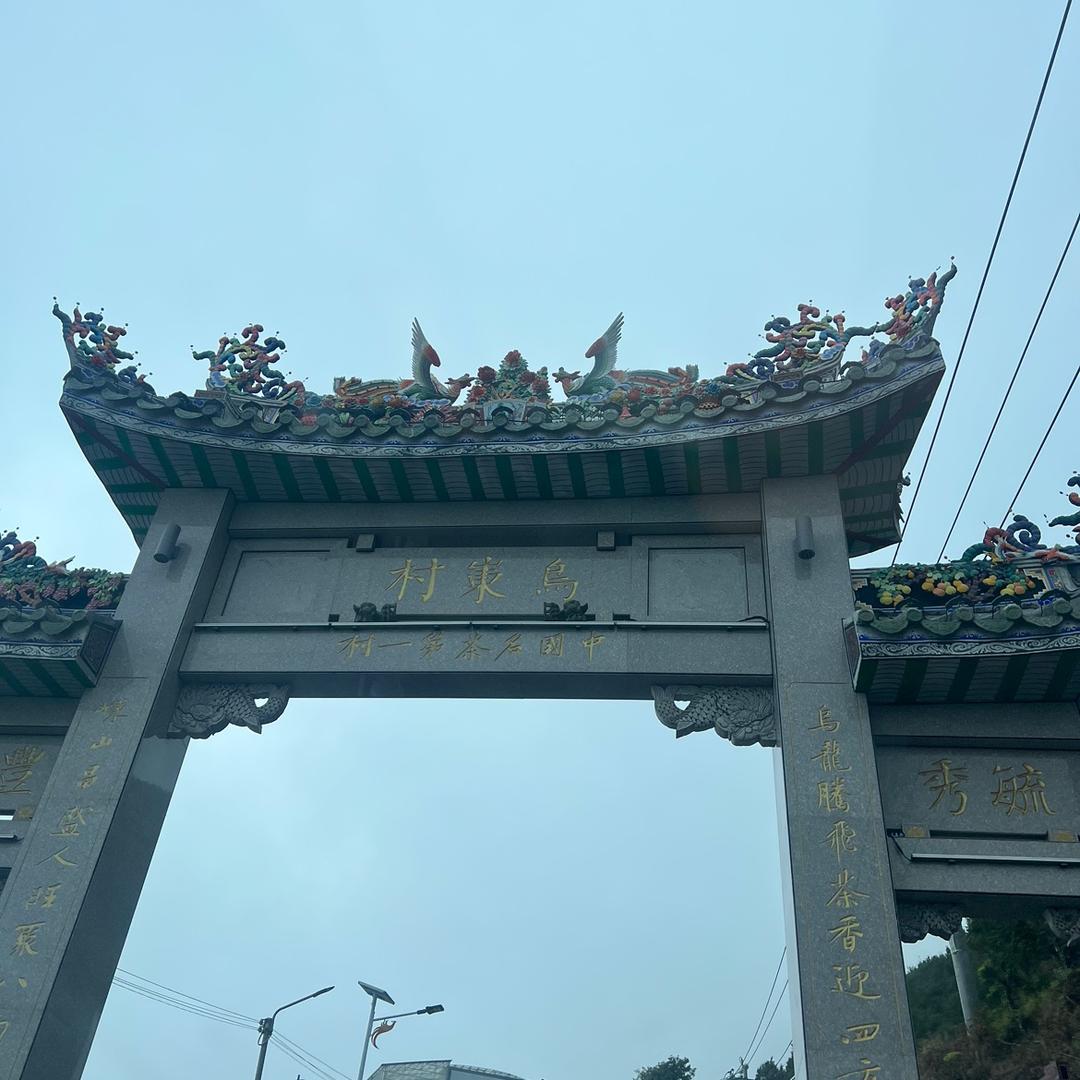 潮州凤凰单枞茶