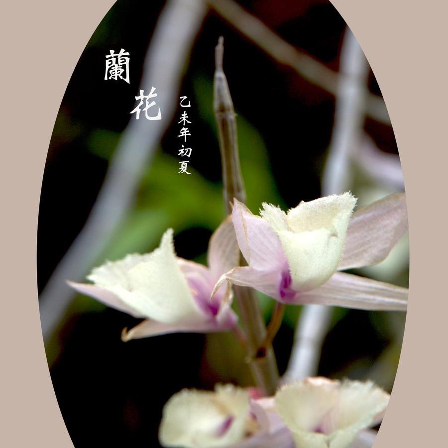 锦和花卉绿植