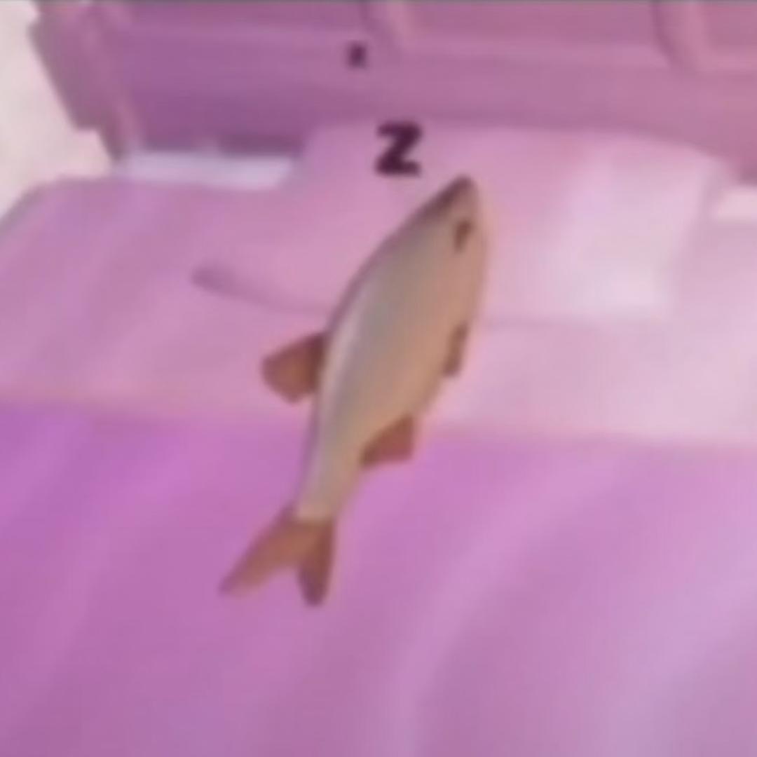 一只鱼