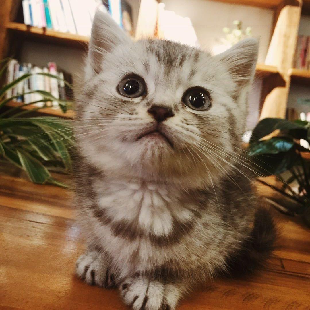 葵大宝