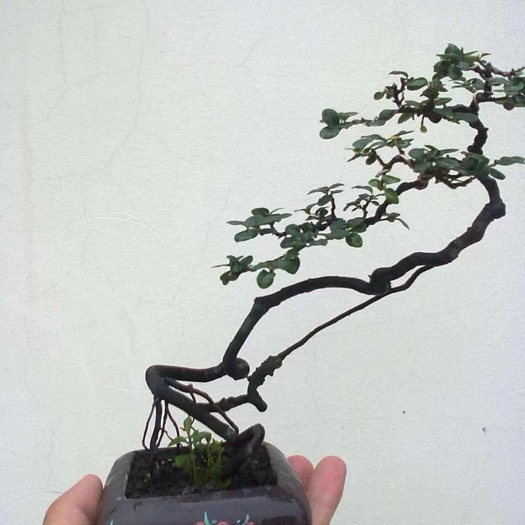 渝碚金弹子园艺场