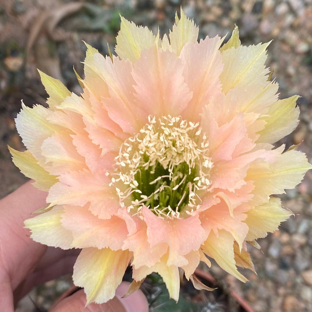 卓林花卉