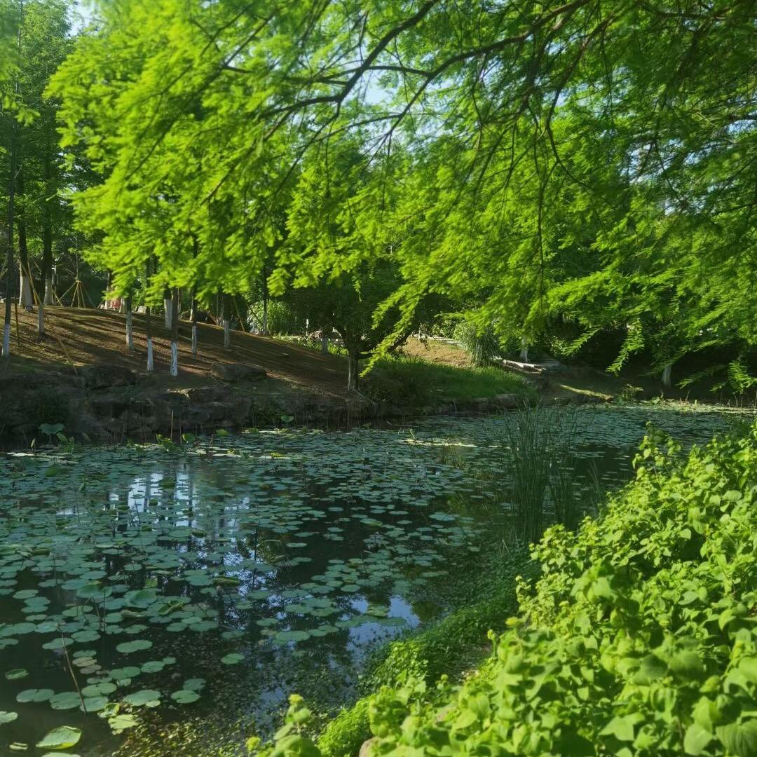 柳枝