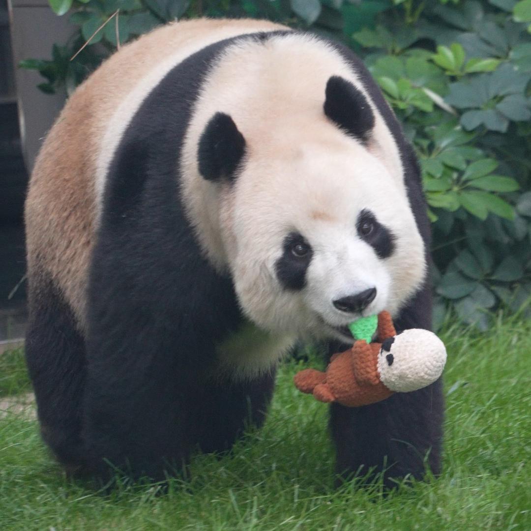 飞云宝宝🐼