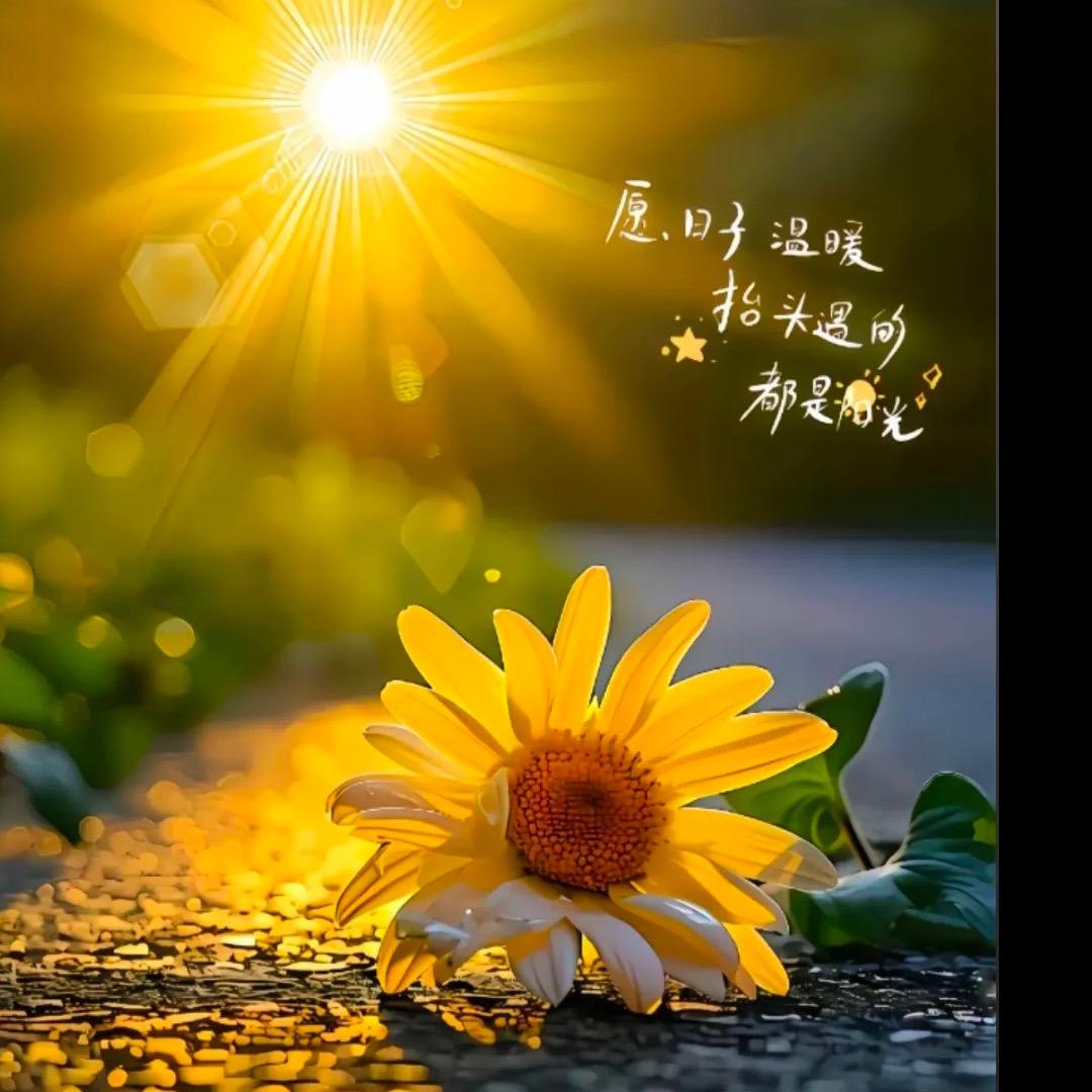 向阳而生