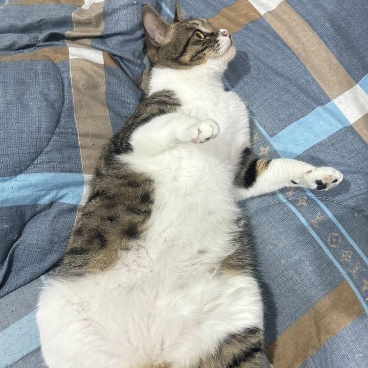 melon2