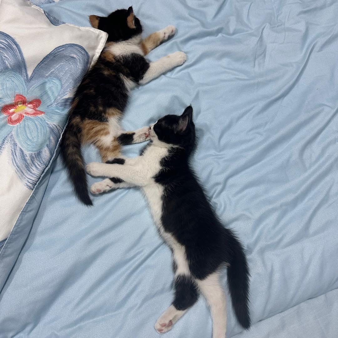 小元宝和小桃子