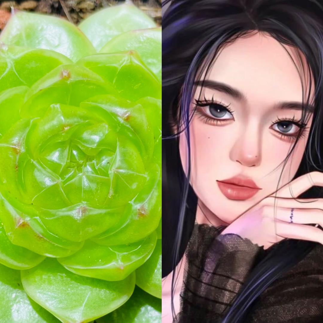 义结金兰多肉植物