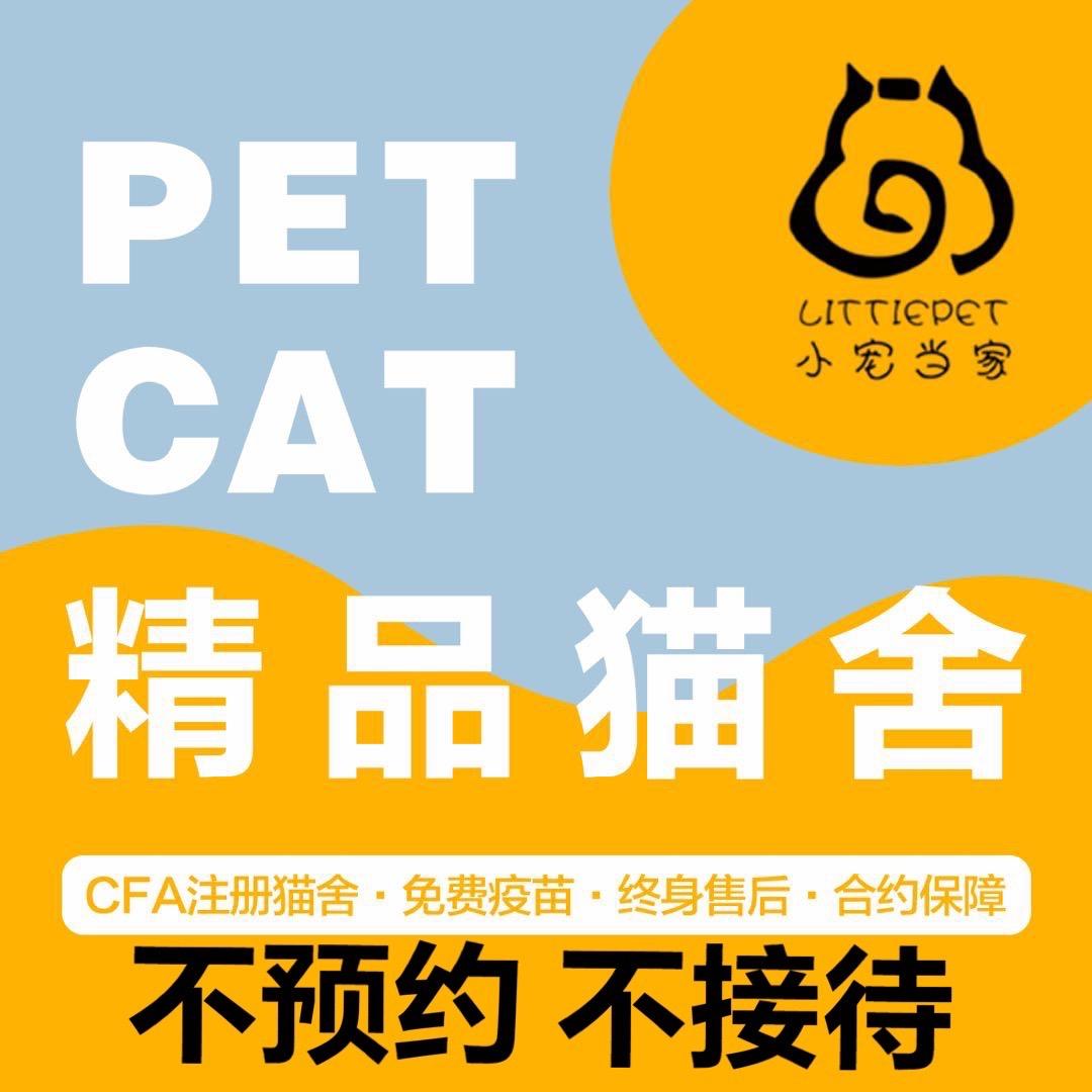 天津小宠当家•矮脚猫