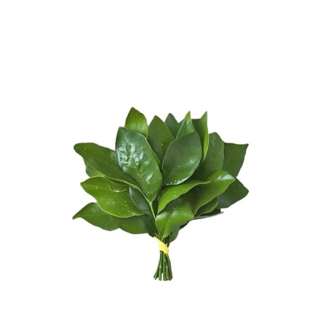 .🍀珍