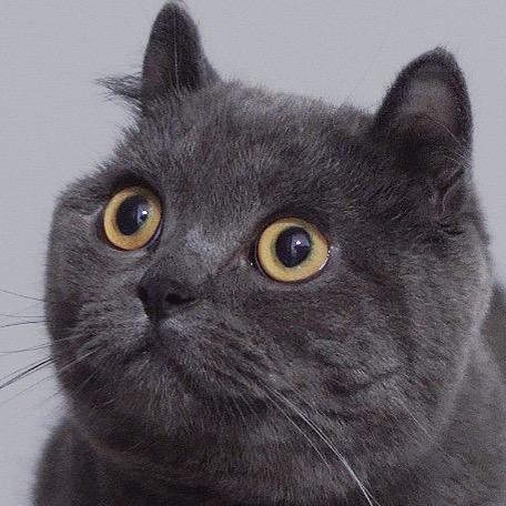 卷卷猫
