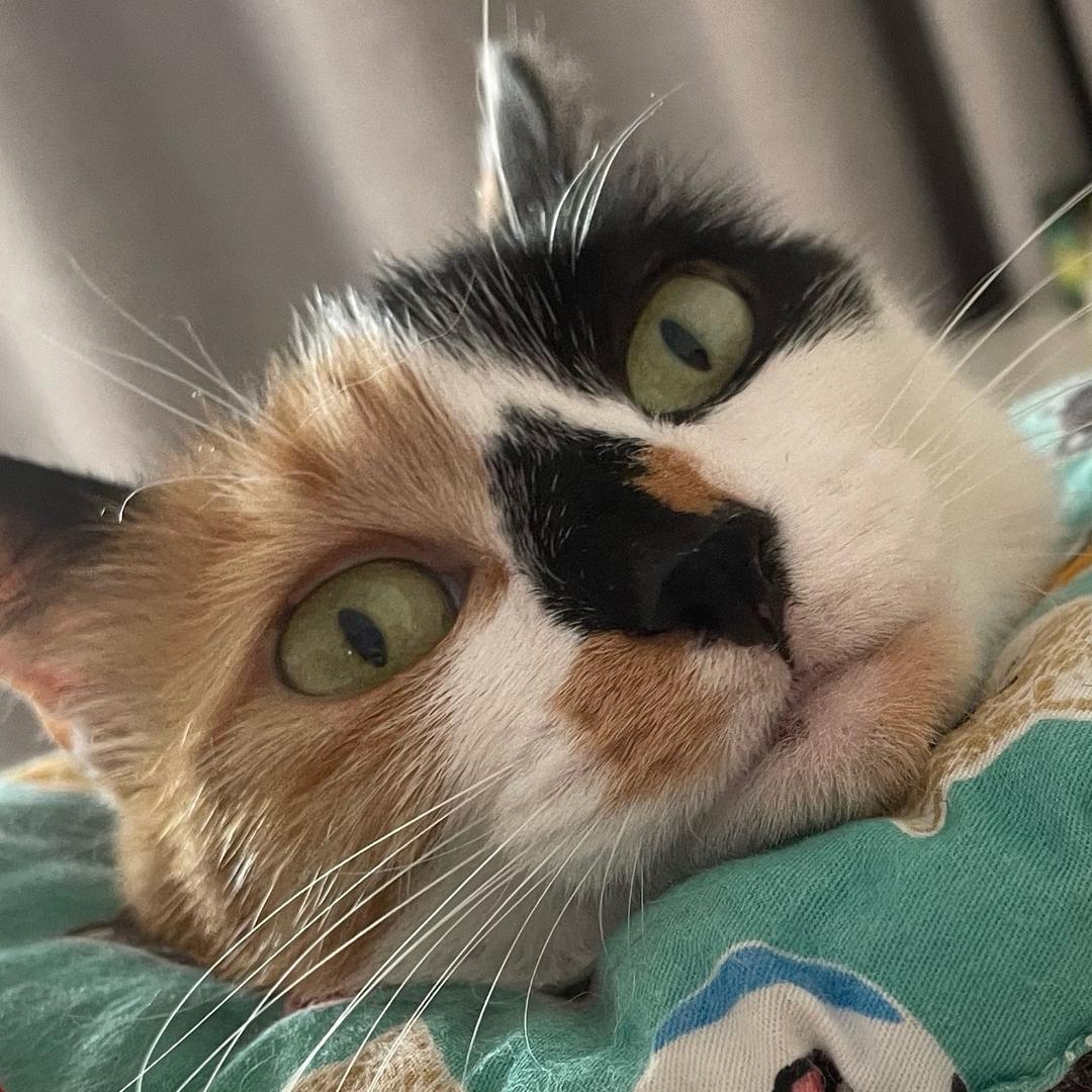 吴毛猫