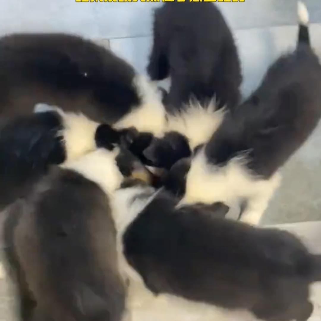发财聊养殖