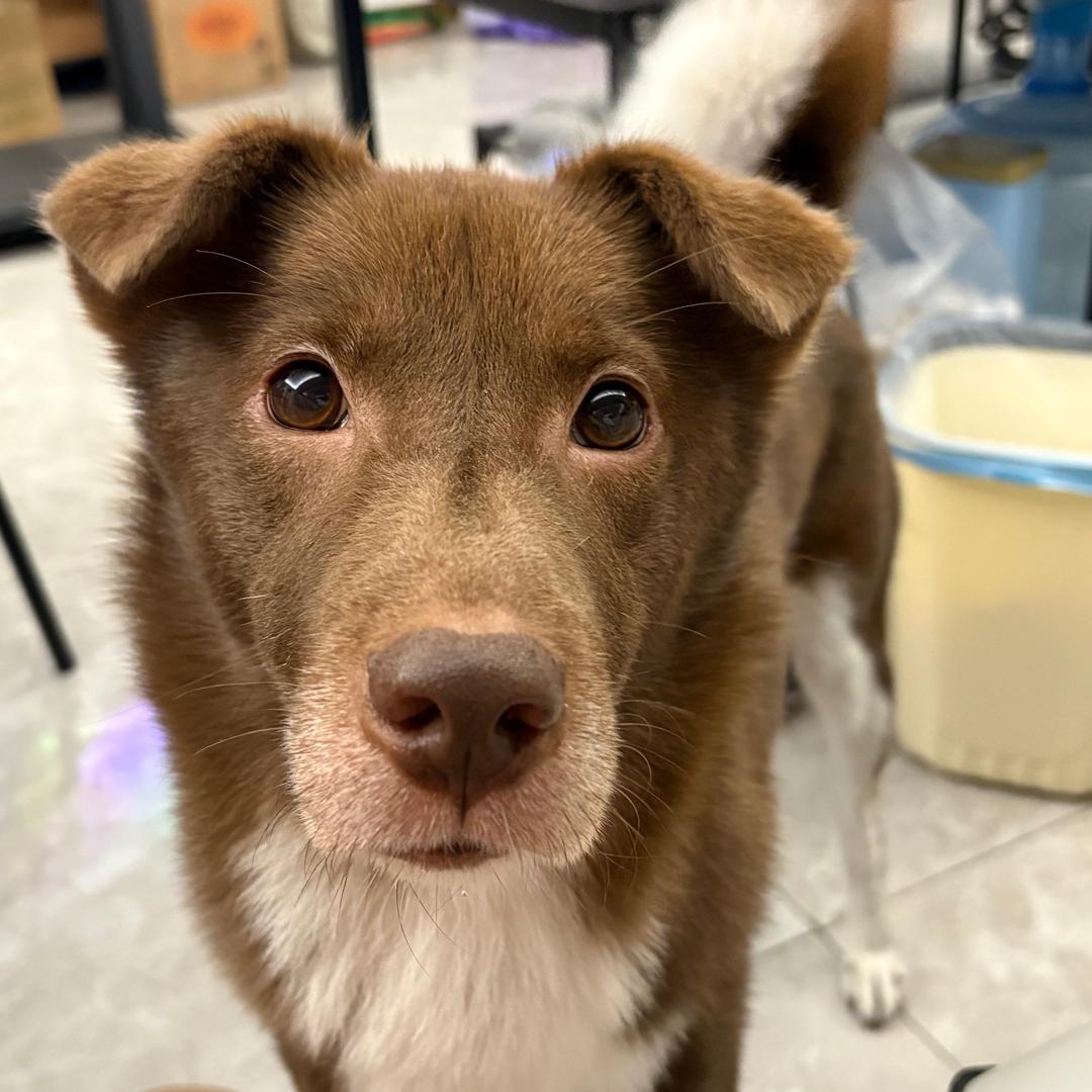 我是勇敢呆呆酱