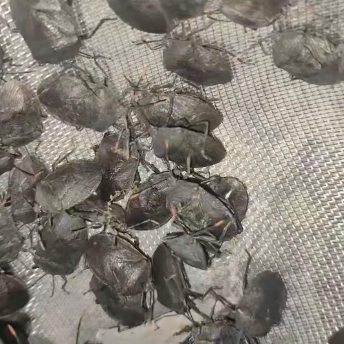 虰蜢，花腿，一手货源