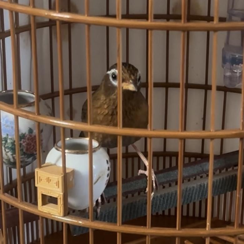 云兄鸟食（小郗战料）