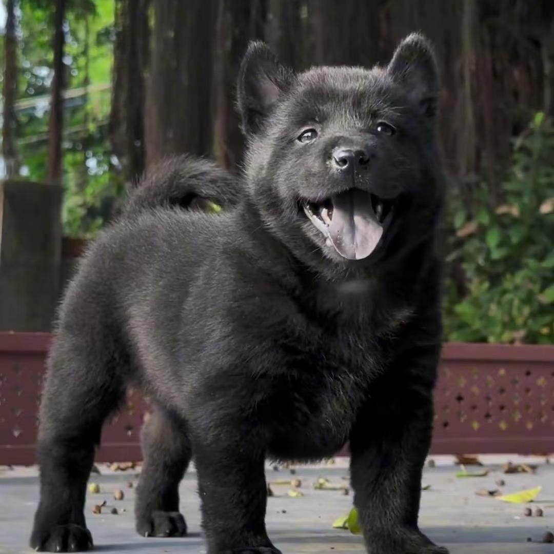 淘只田园犬（逛狗市）