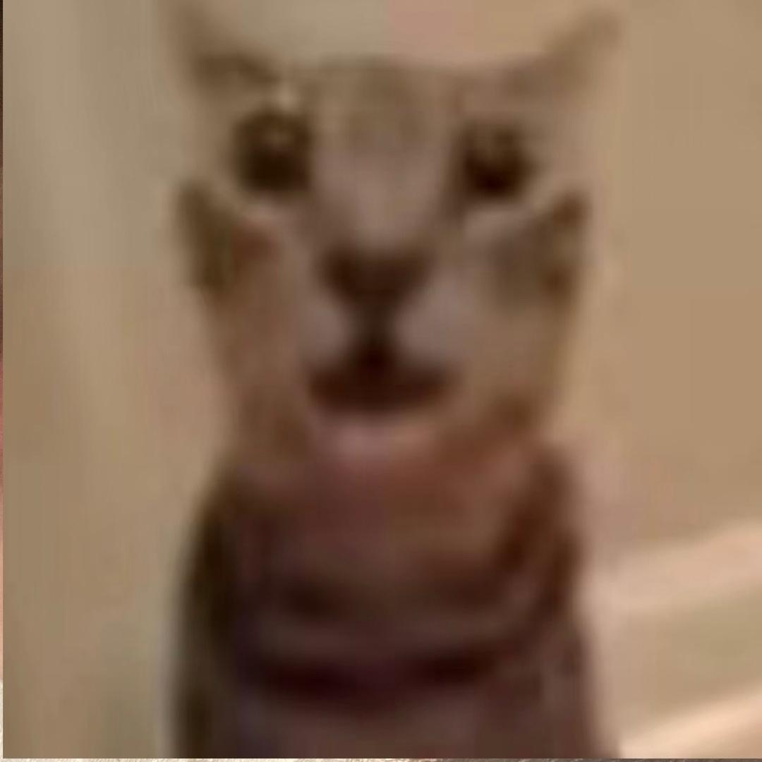 王禹桐