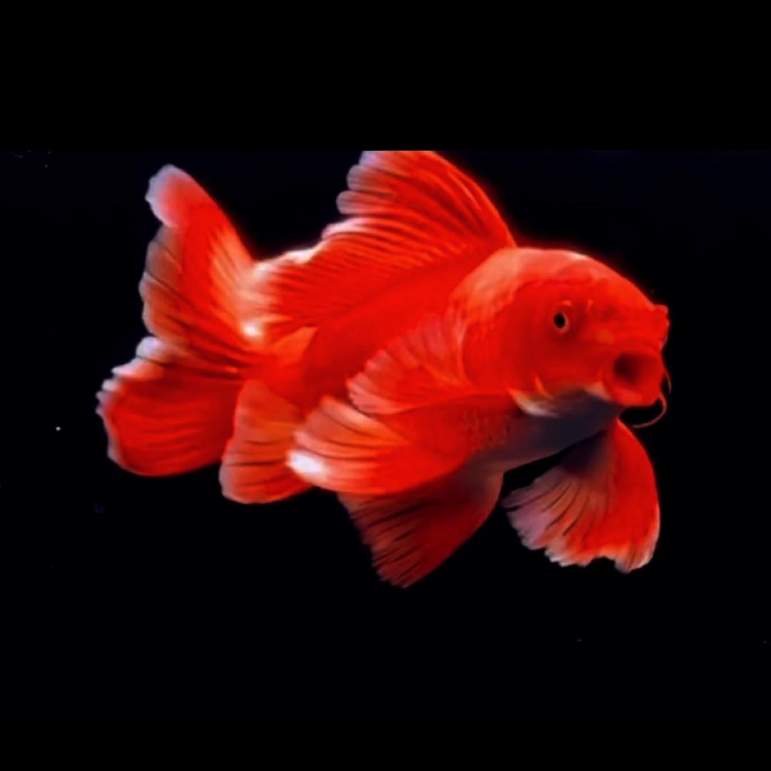 焱鼎晟(红蝴蝶鲤)